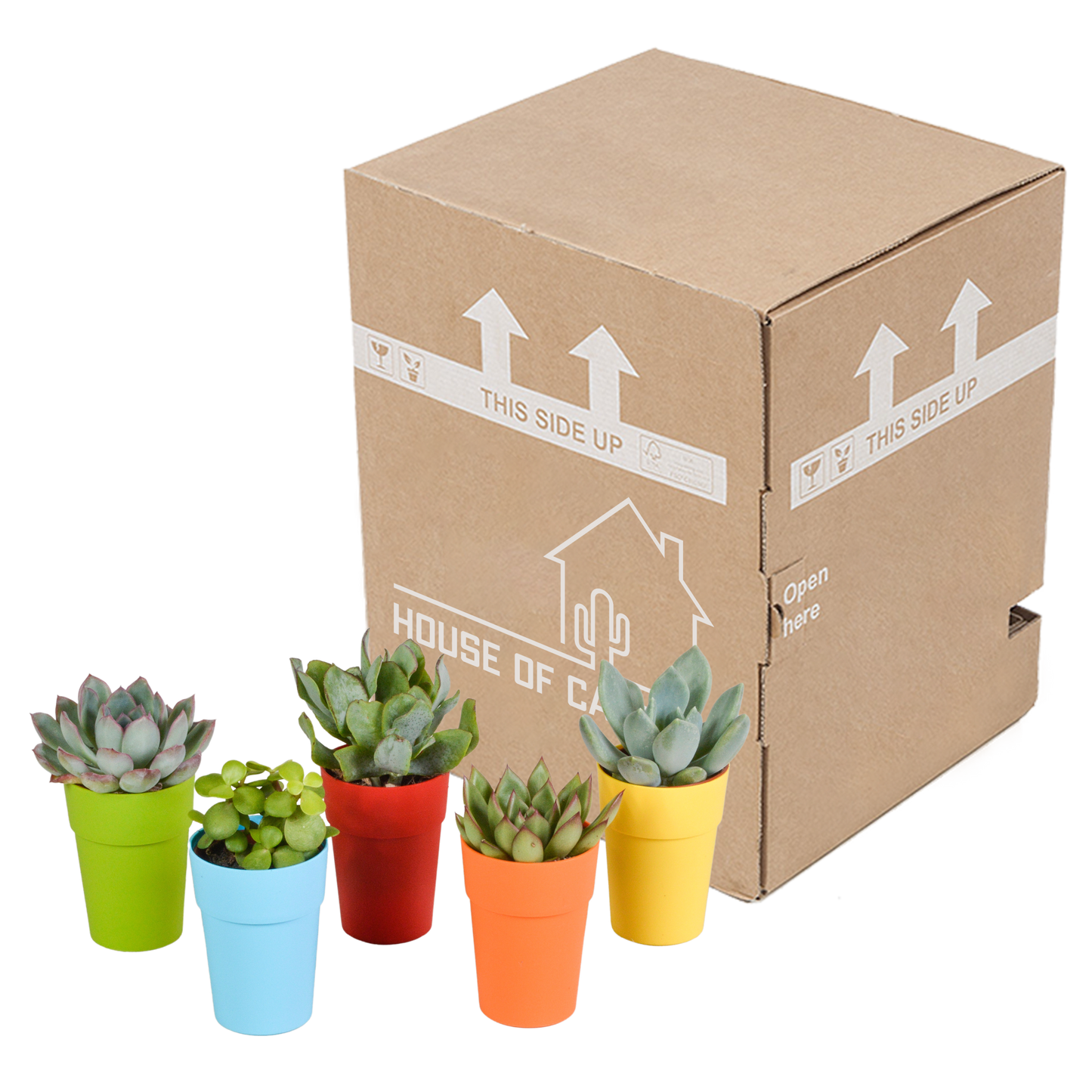 Vetplanten-Mischung 5x Sukkulenten 5,5 cm bunter Kunststofftopf | Pflanzfix24.de - Pflanzfix24.de