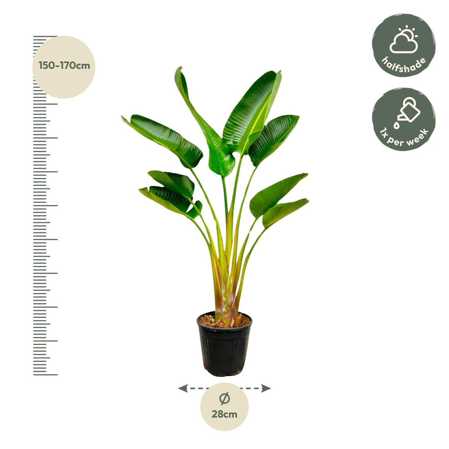 Strelitzia Augusta 160 cm Ø24 – Weißer Paradiesvogel | Pflanzfix24.de - Pflanzfix24.de
