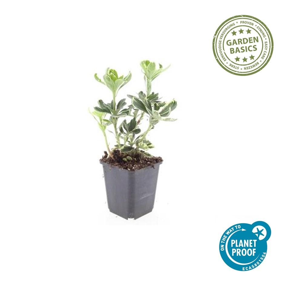12x Pachysandra 'Variegata' – bunter Bodendecker immergrün | Pflanzfix24.de - Pflanzfix24.de