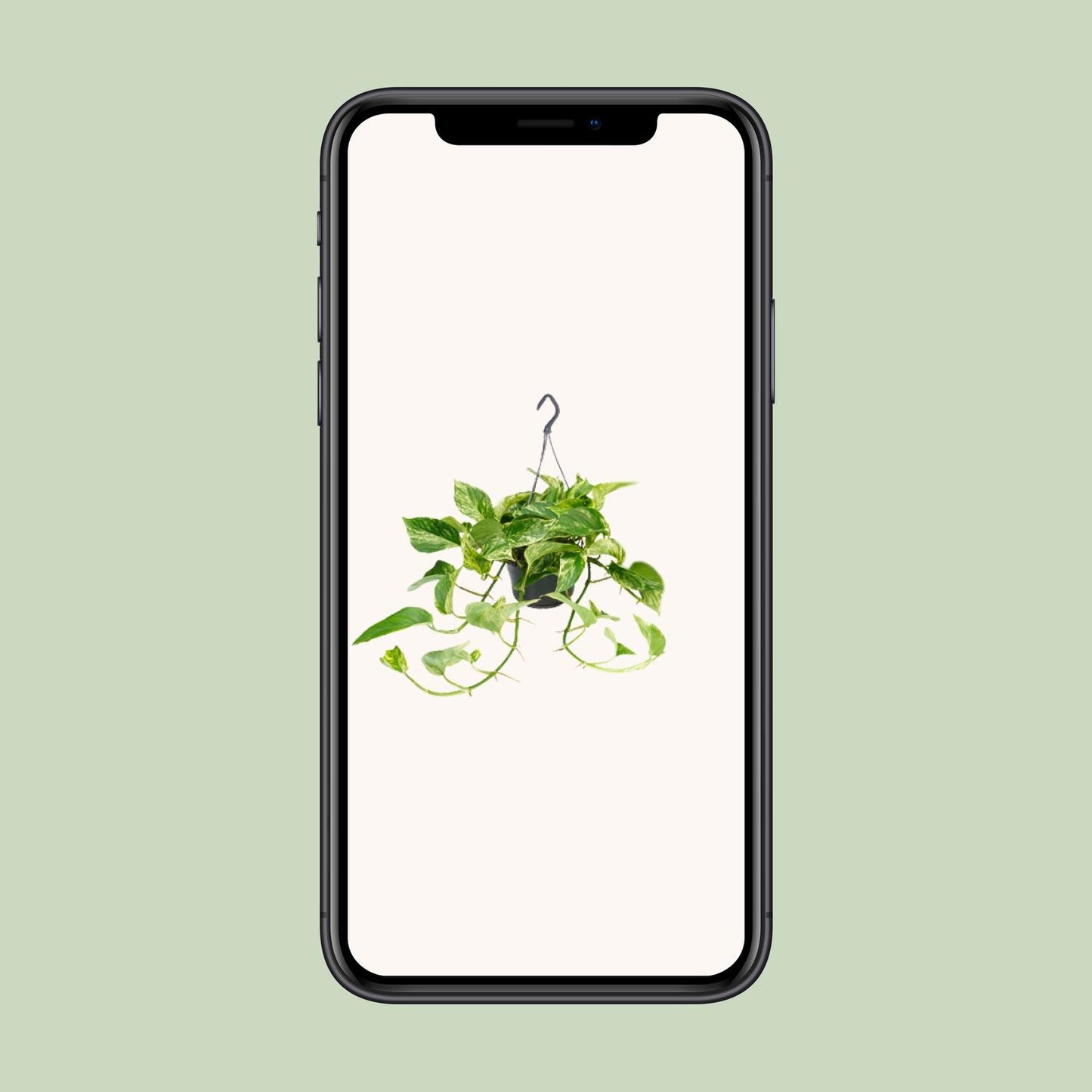 Epipremnum Marble Queen - Scindapsus - Ø15cm - Pflanzfix24.de - Pflanzfix24.de