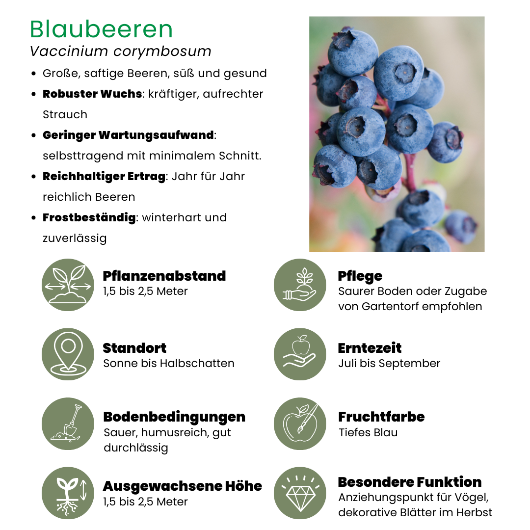 6 x Heidelbeerpflanzen BIO - Ø 13 cm - ↨ 20 cm - Pflanzfix24