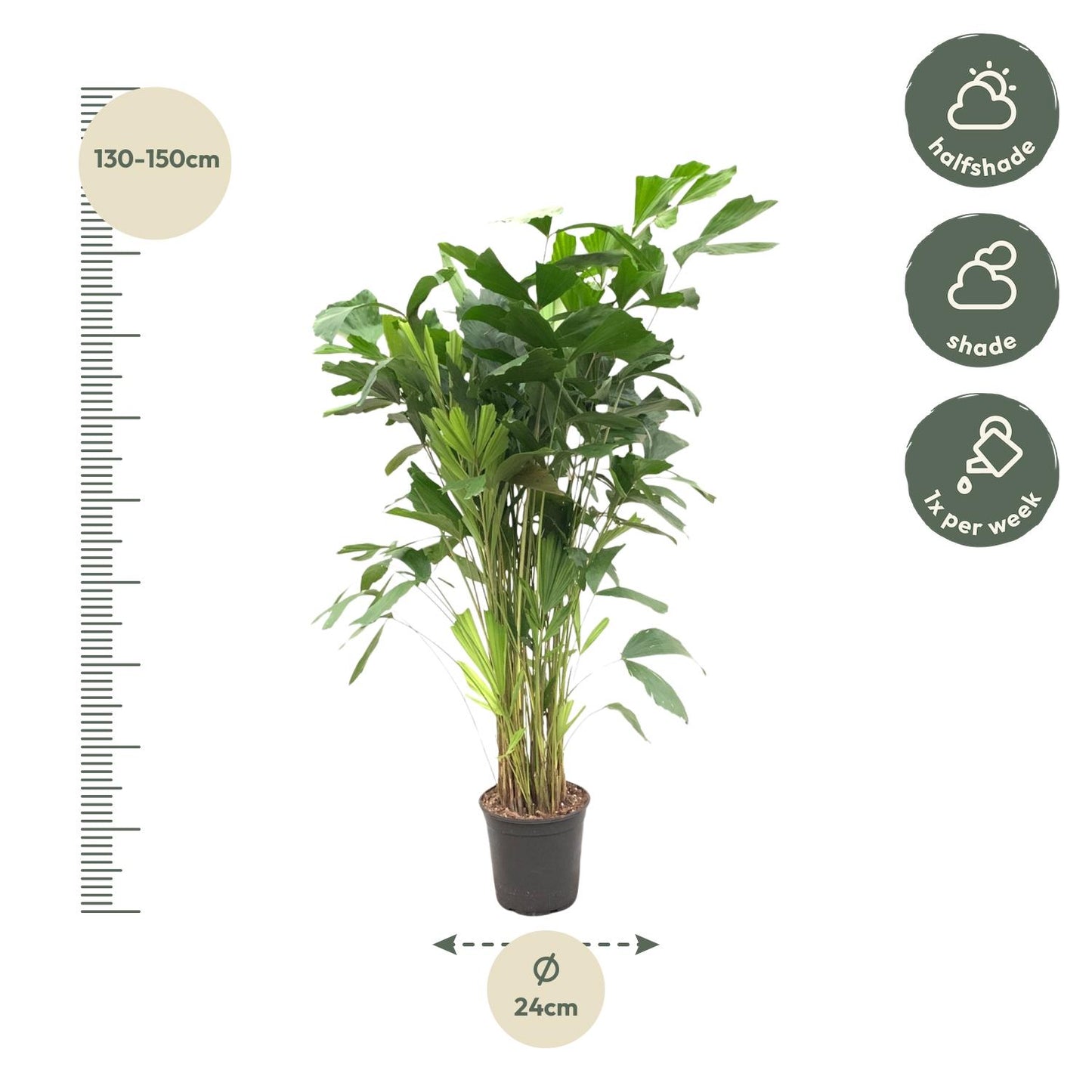 Caryota Mitis 160 cm – Fischschwanzpalme bei Pflanzfix24