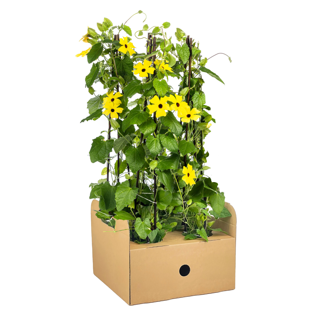 4x Thunbergia alata Sunny Susy Yellow Ø13 cm - ↕60 cm - Pflanzfix24