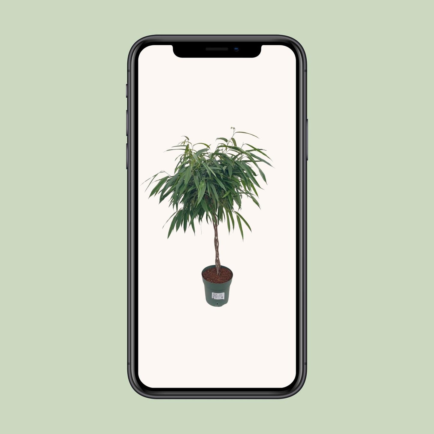 Ficus Mahori / Alii Gevlochten - Ø27cm - ↕110cm von Pflanzfix24