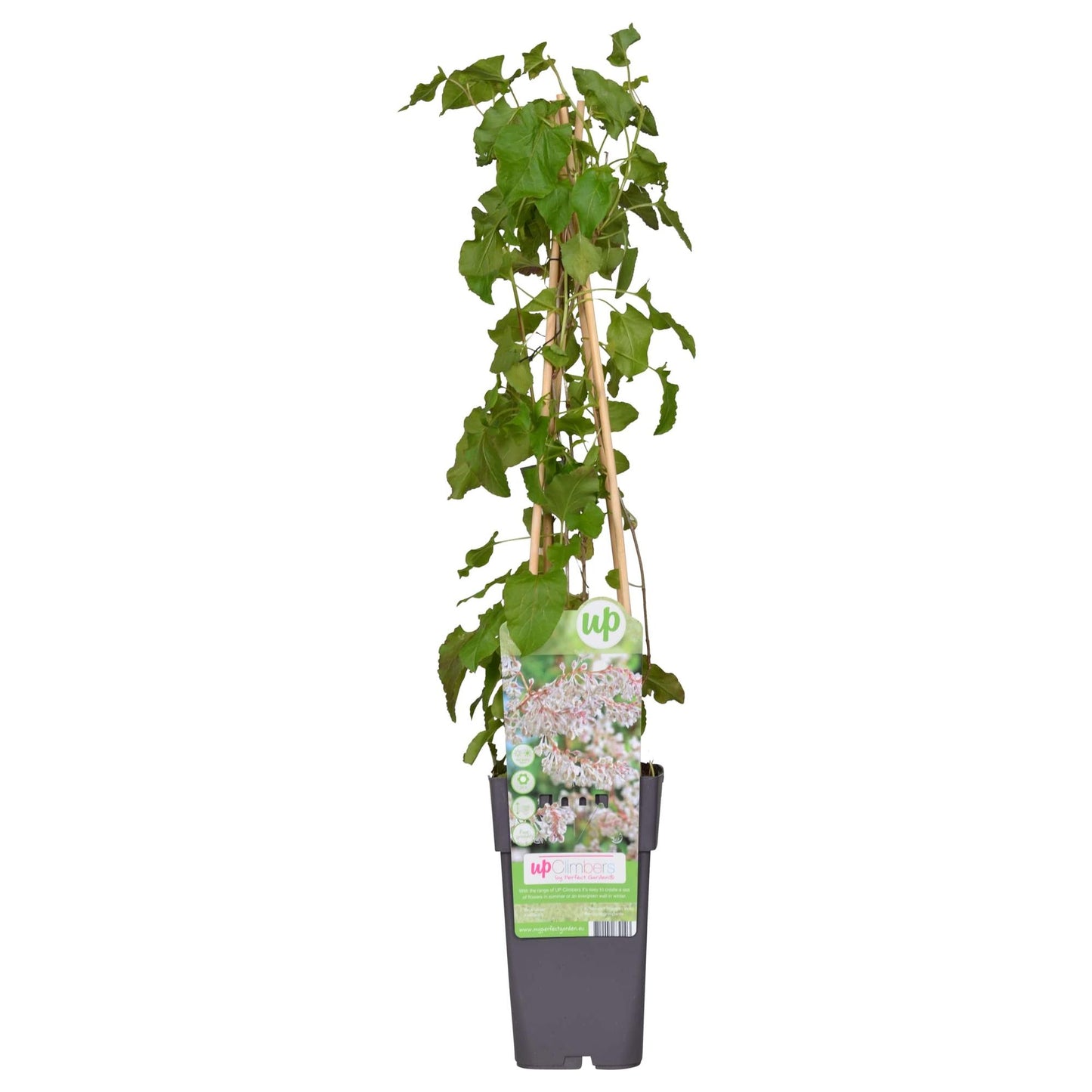Brautschleier - Ø15cm - ↕65cm - Pflanzfix24.de - Pflanzfix24.de