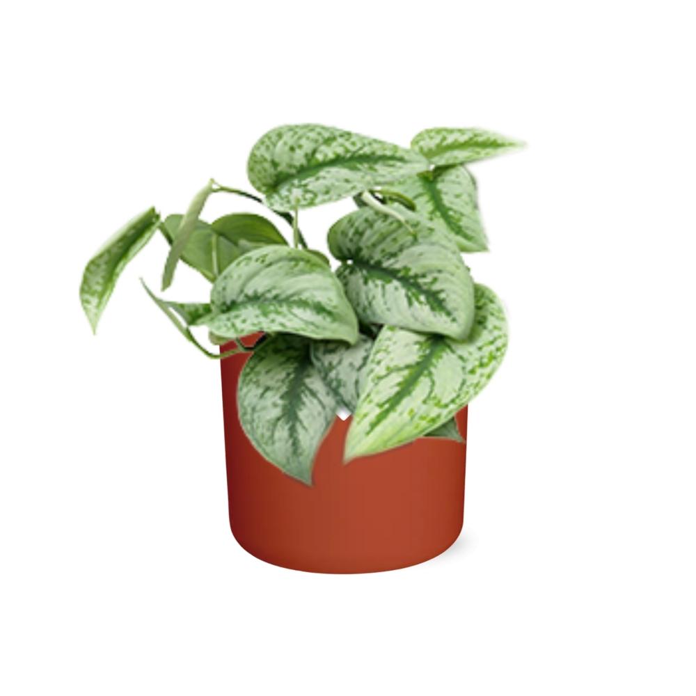 Scindapsus Pictus ‘Trebie’ in ELHO b.for soft rond 14cm brique - Pflanzfix24