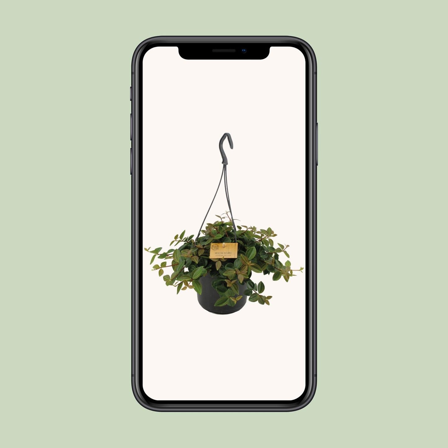 Peperomia Ang.Rocca Scuro - Ø15cm - ↕25cm - Pflanzfix24