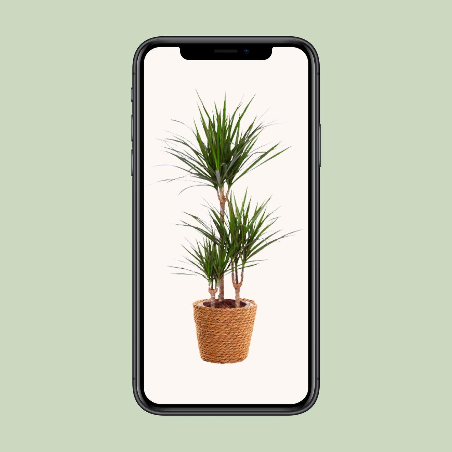 Dracaena Marginata - Ø21cm - ↕95cm - Pflanzfix24.de - Pflanzfix24.de