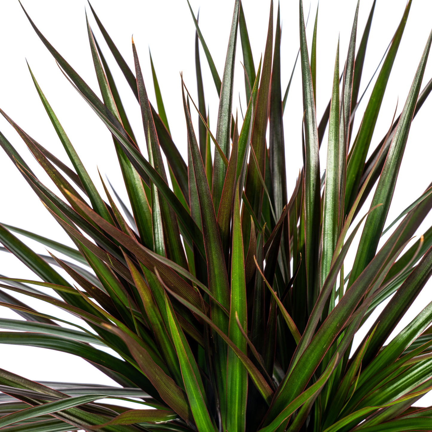 Dracaena Marginata Magenta Ø24cm 130-150cm – pflanzfix24