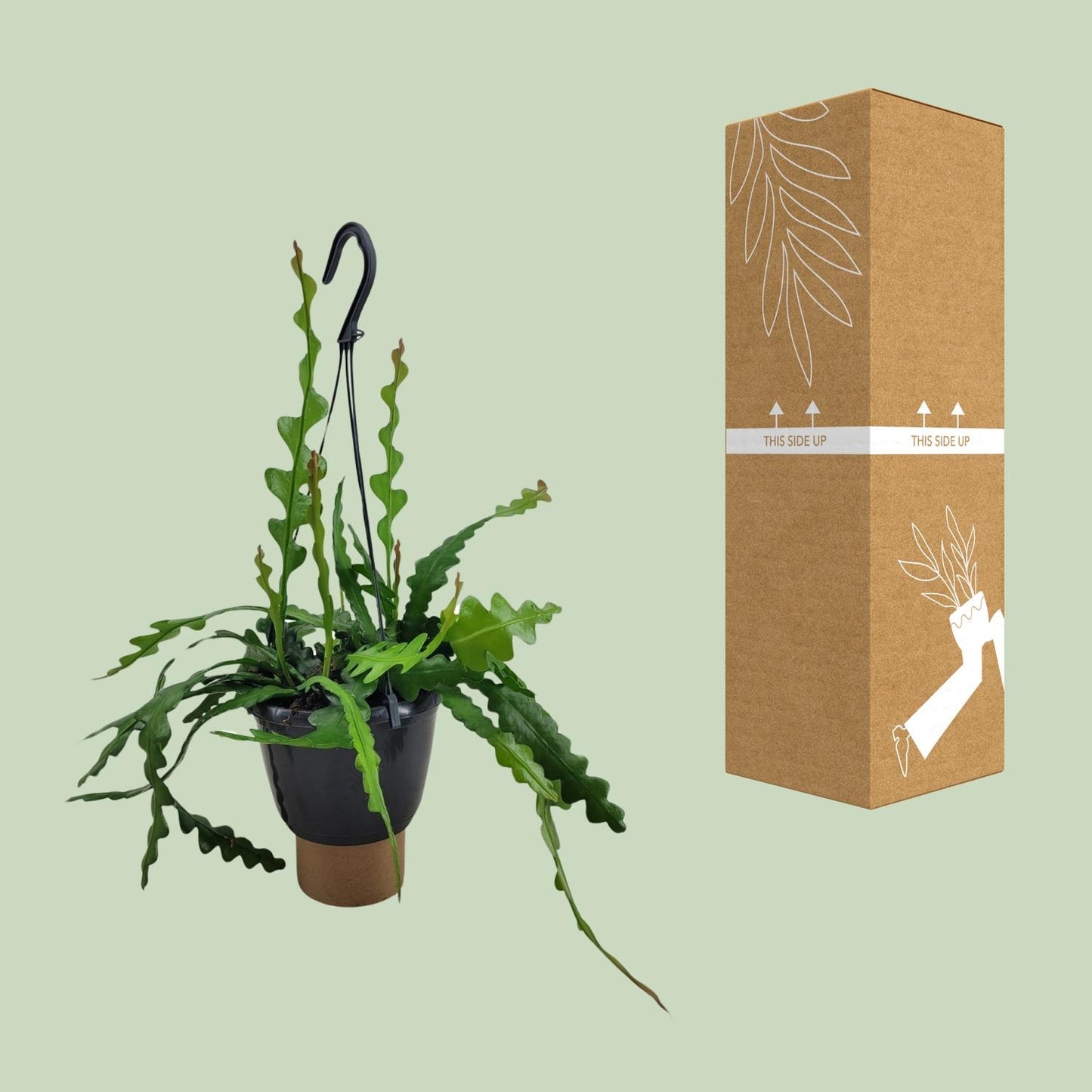 Epiphyllum Anguliger - Ø14cm - ↕35cm - Pflanzfix24.de - Pflanzfix24.de