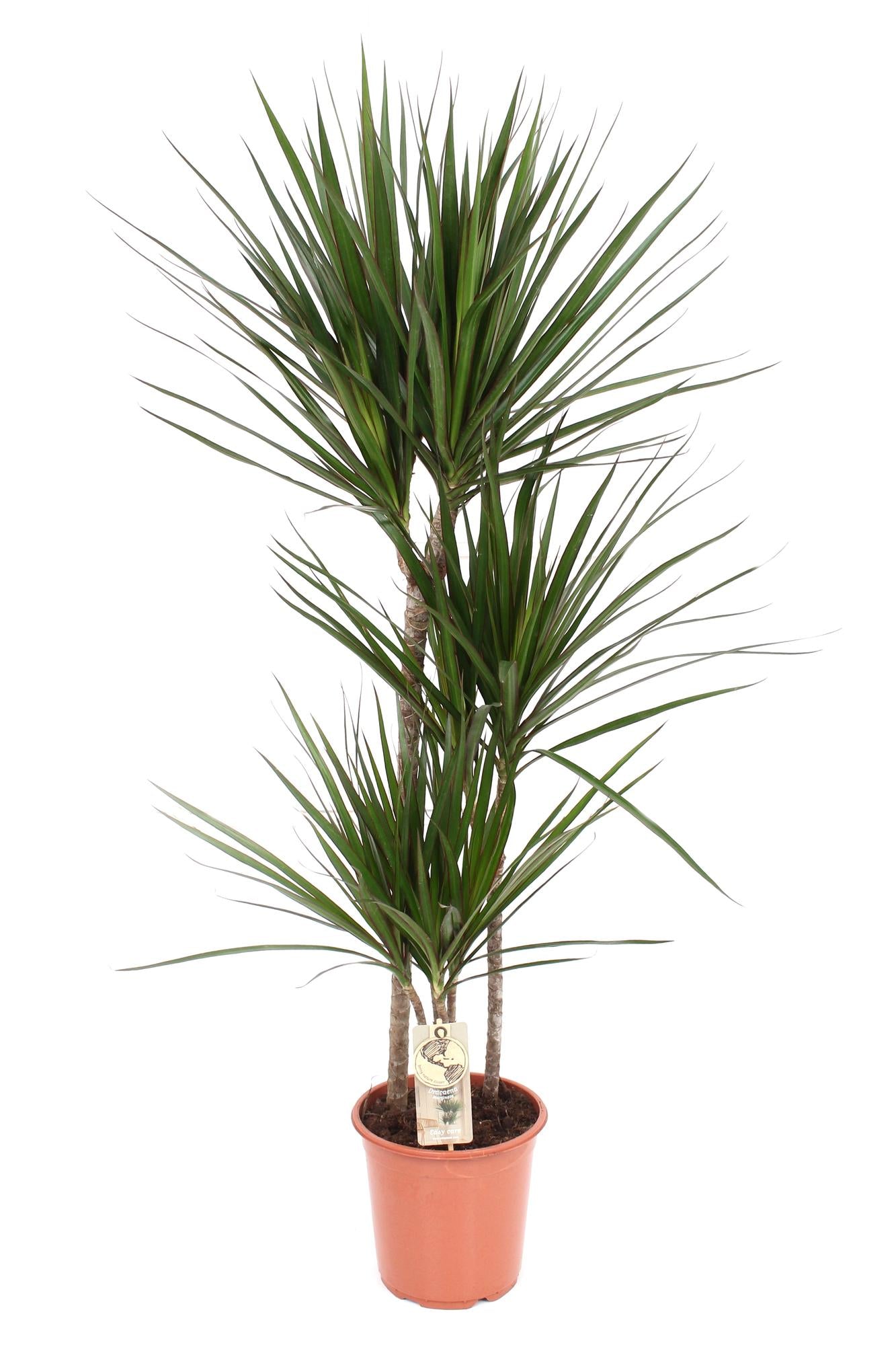 Dracaena Marginata - Ø21 ↕120 bei Pflanzfix24.de - Pflanzfix24.de