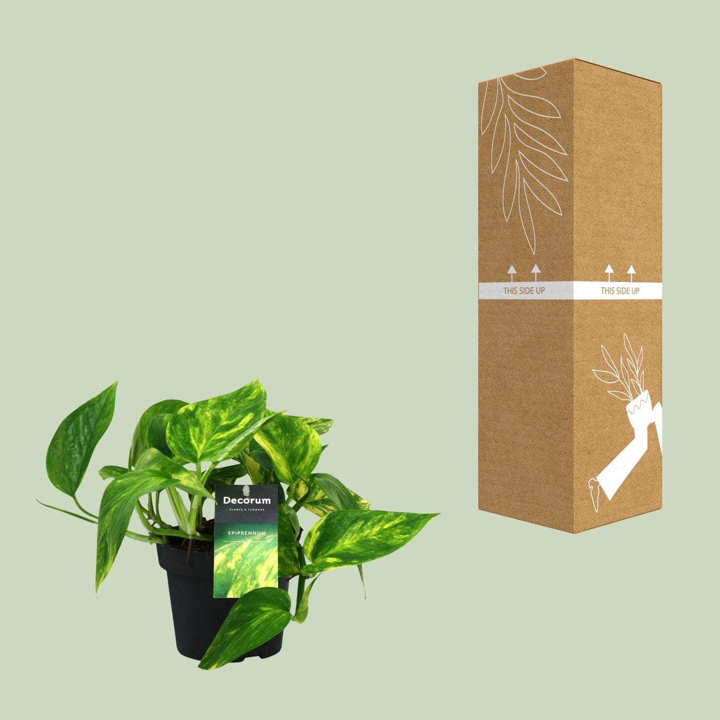 Scindapsus Pinnatum HiColor 20cm – Ø12cm Topf – Pflanzfix24.de - Pflanzfix24.de