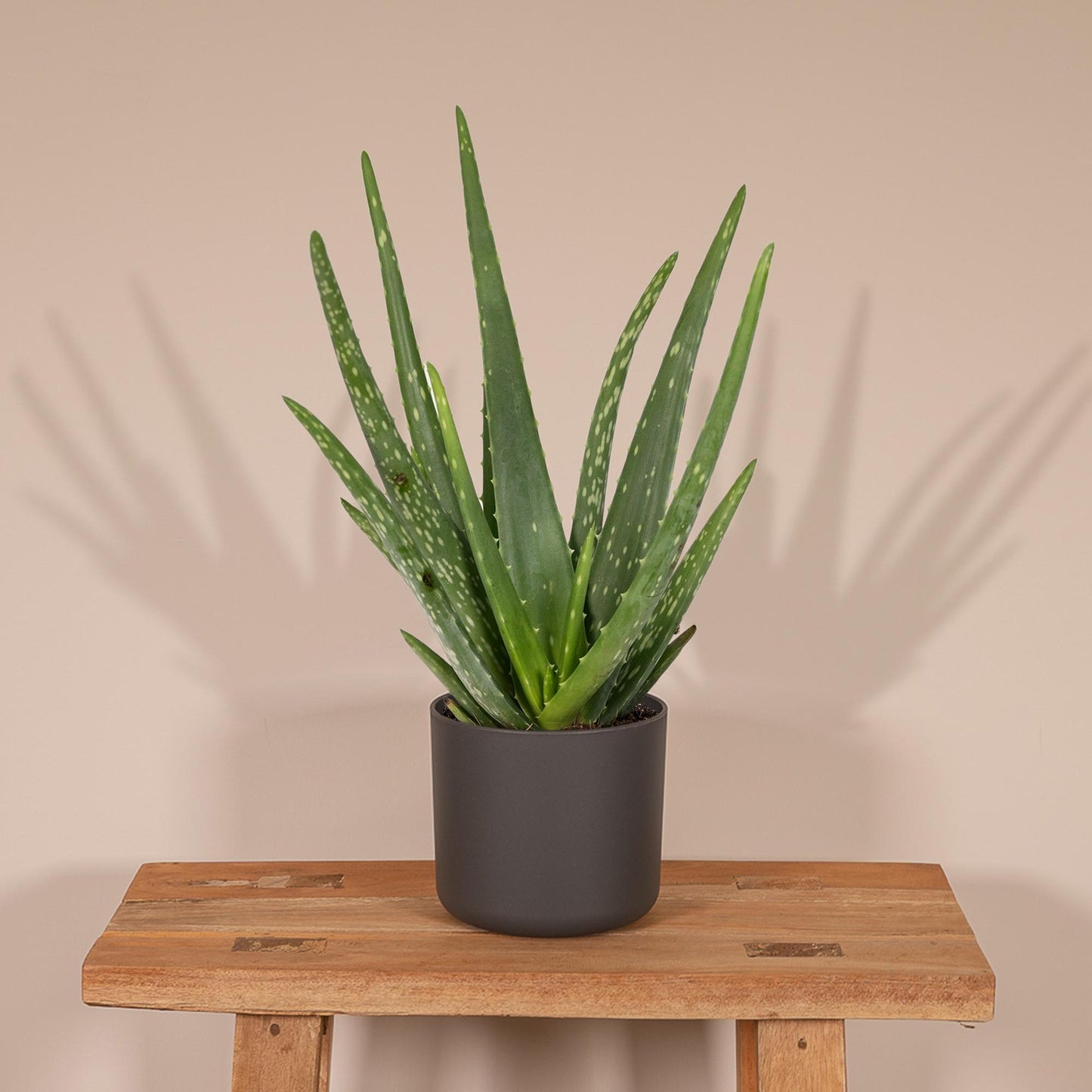 Aloe Vera - Ø12cm - ↕40cm - Pflanzfix24.de - Pflanzfix24.de