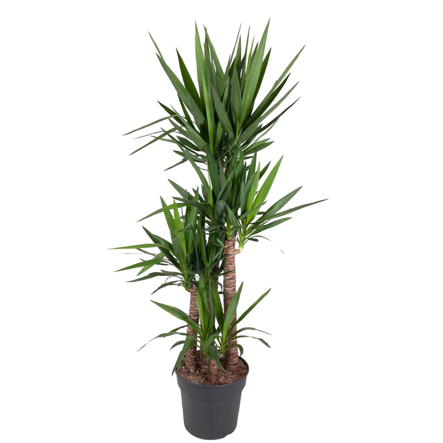 Yucca Elephantipes 180 cm – Pflanzfix24.de - Pflanzfix24.de