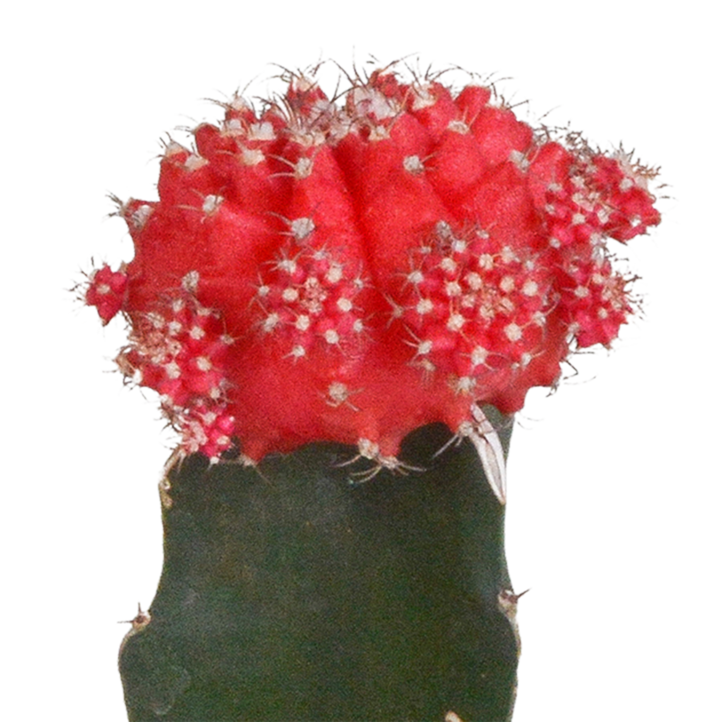 Euphorbia meloformis variegata - Gymnocalycium mix - 5,5cm - 3x - Pflanzfix24.de - Pflanzfix24.de
