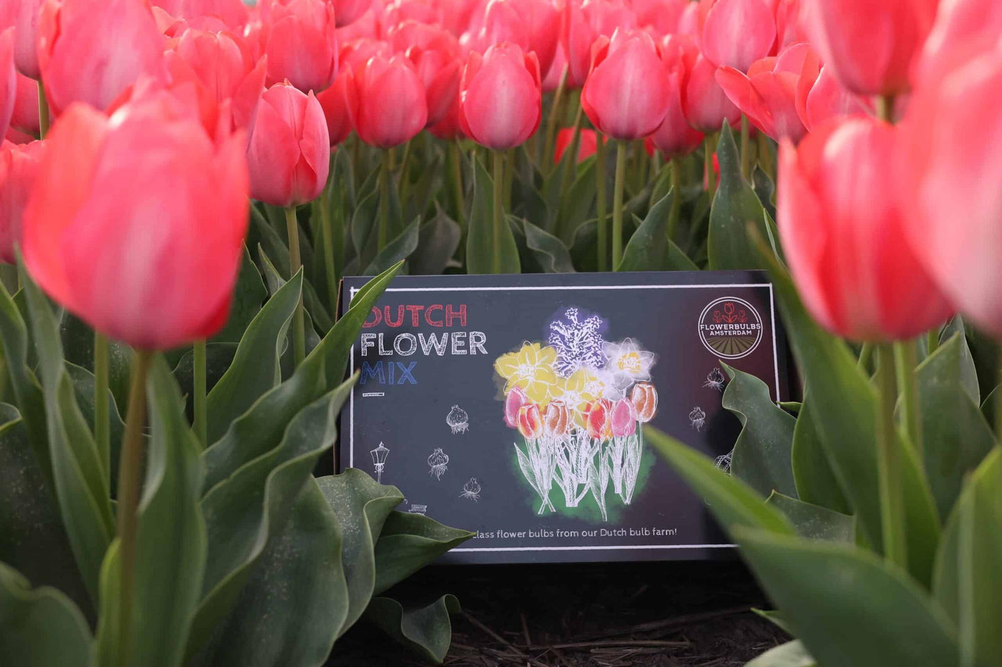 Flowerbulbs Amsterdam - Dutch Flower Mix - Luxusbox 75 Blumenzwiebeln - Pflanzfix24