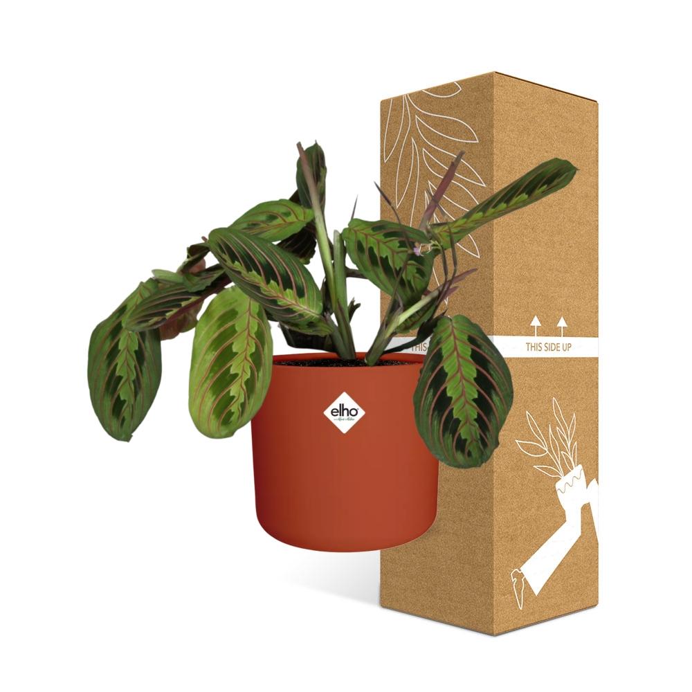 Maranta Leuconeura ‘Fascinator’ Tricolor in ELHO b.for soft rond 14cm brique - Pflanzfix24