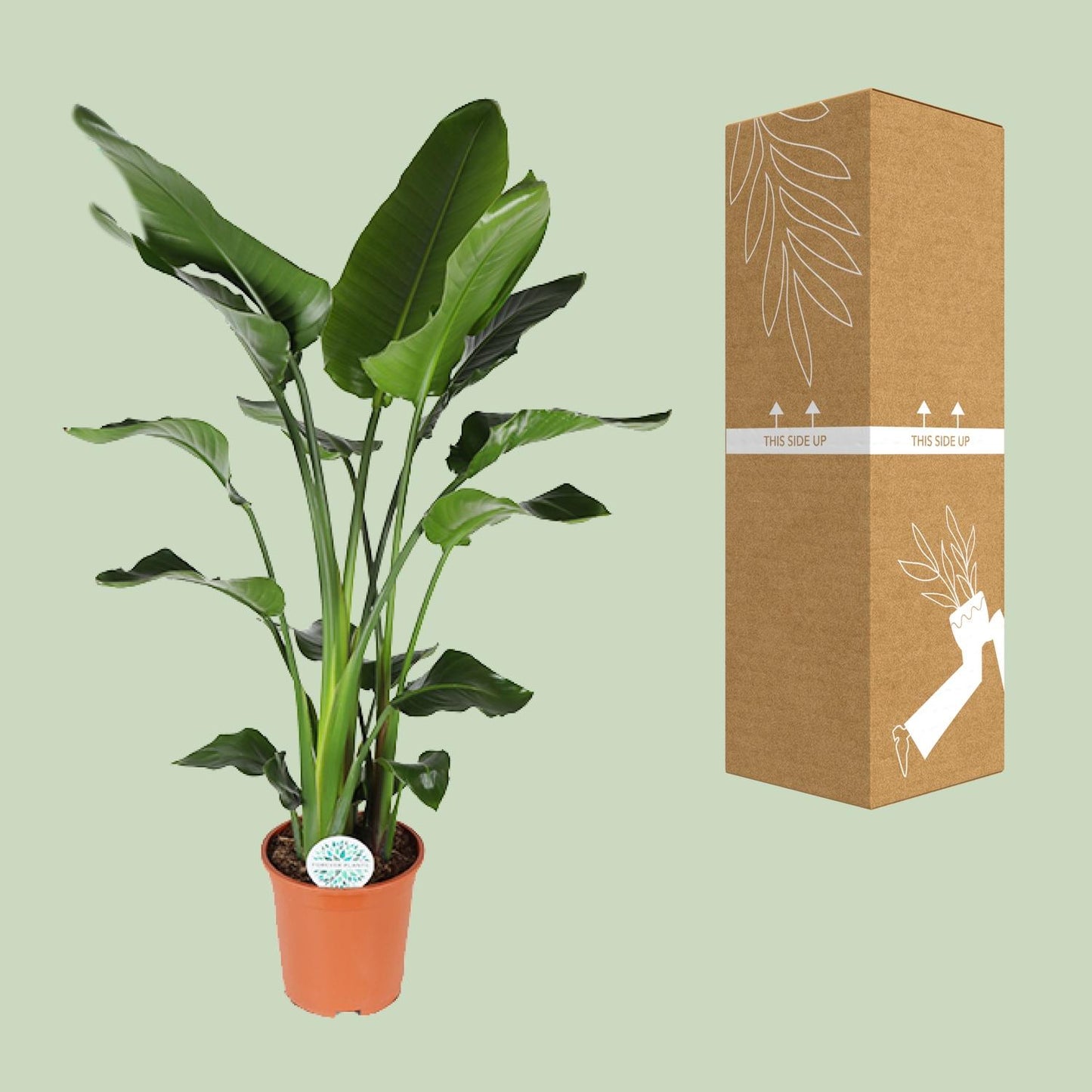 Strelitzia Nicolai - Ø27cm - ↕140cm von Pflanzfix24