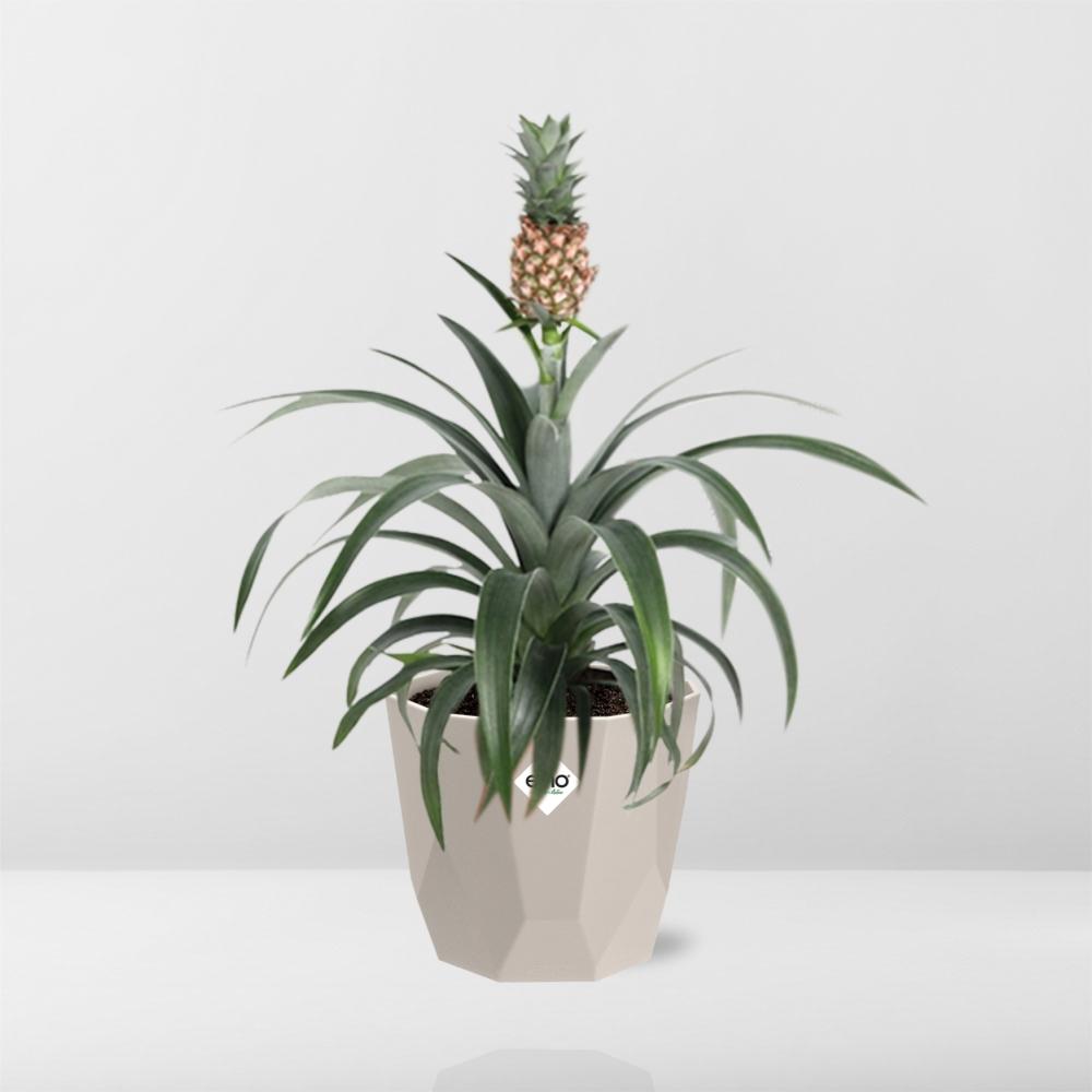 Ananas Mi Amigo in ELHO b.for rock 14 cm warm grey - Pflanzfix24