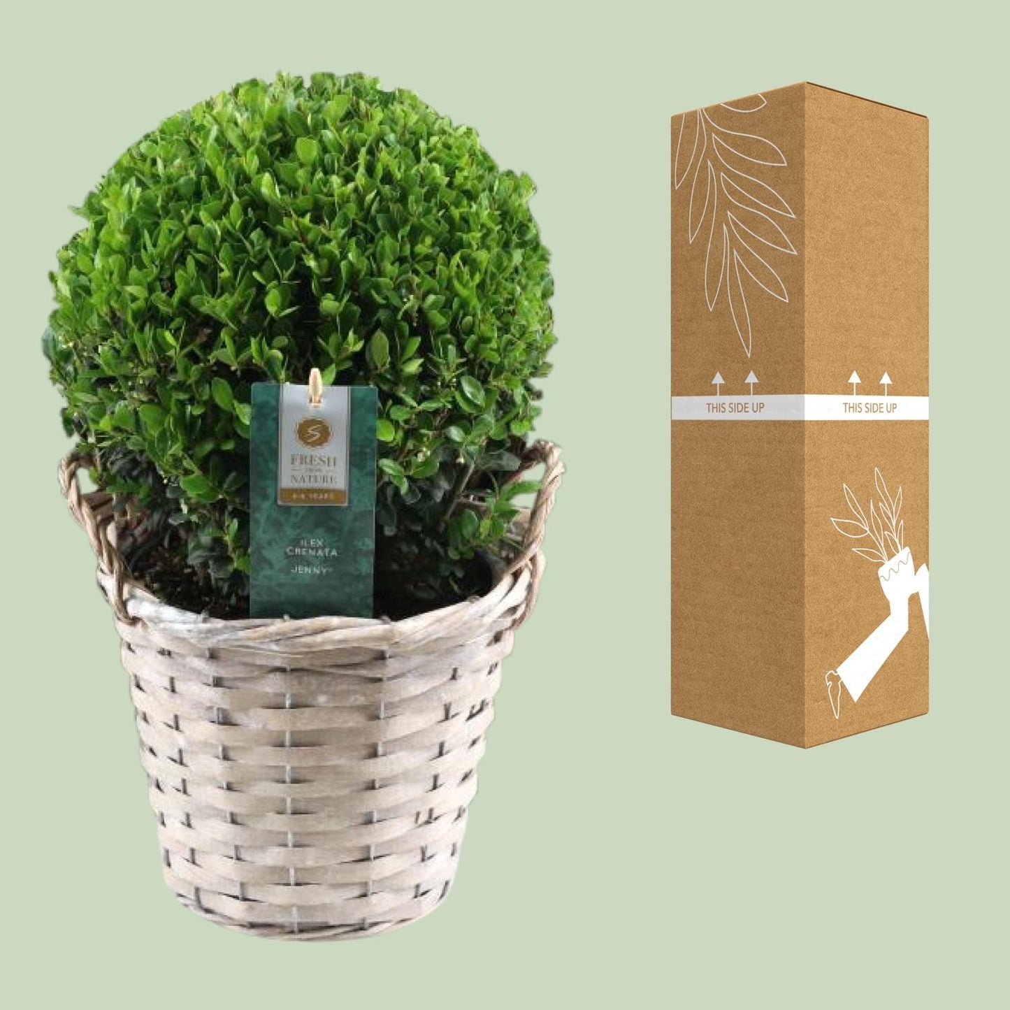 Ilex Crenata 'Jenny'® Ball Ø20cm P17 In Basket - Pflanzfix24