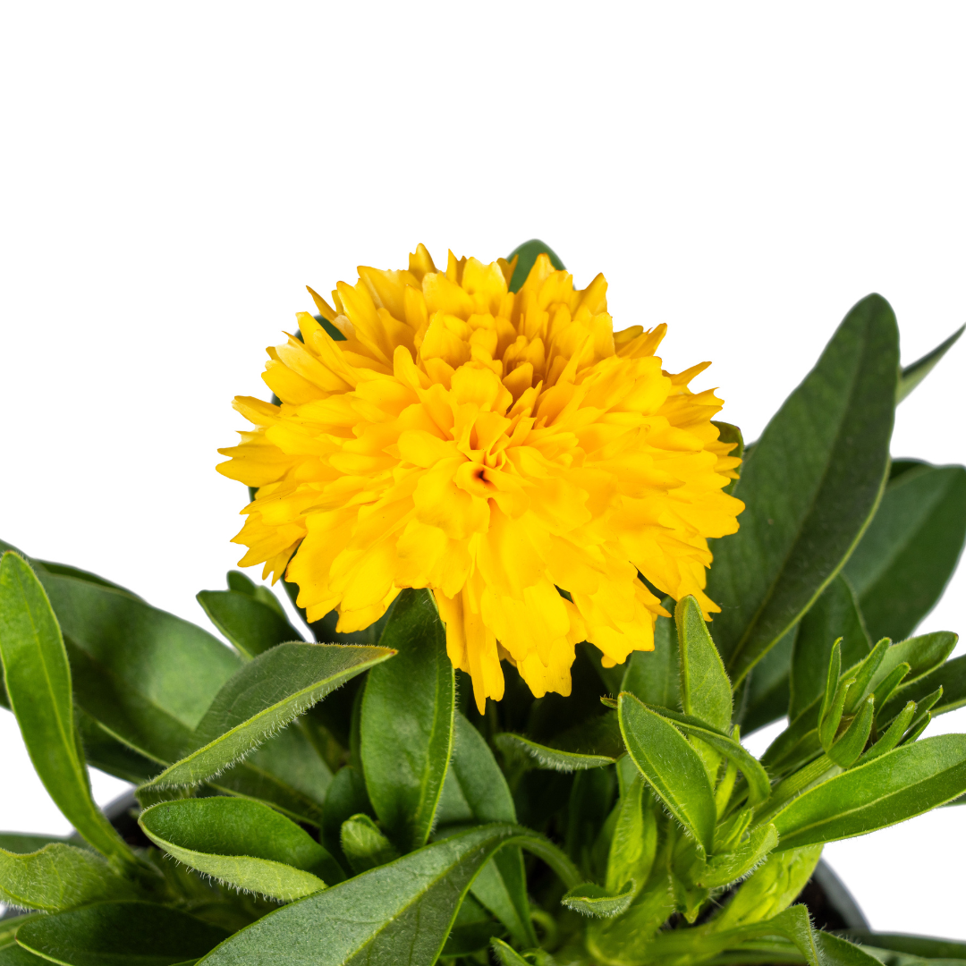 8x Coreopsis Grandiflora Ø13cm - ↕25 - 35cm - Pflanzfix24.de - Pflanzfix24.de