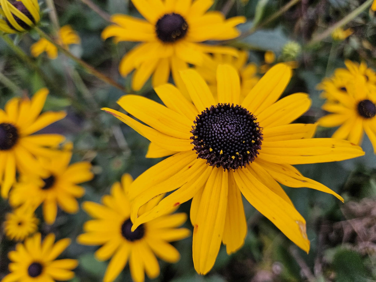 20x Rudbeckia fulgida 'Goldsturm' - Sonnenhut - Pflanzfix24.de - Pflanzfix24.de