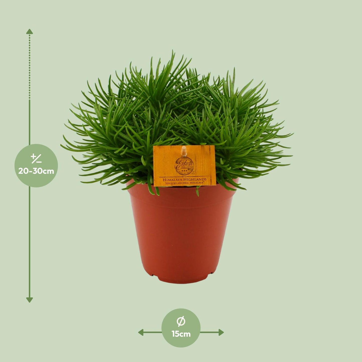 Senecio Himalaya - Ø15cm - ↕25cm bei Pflanzfix24