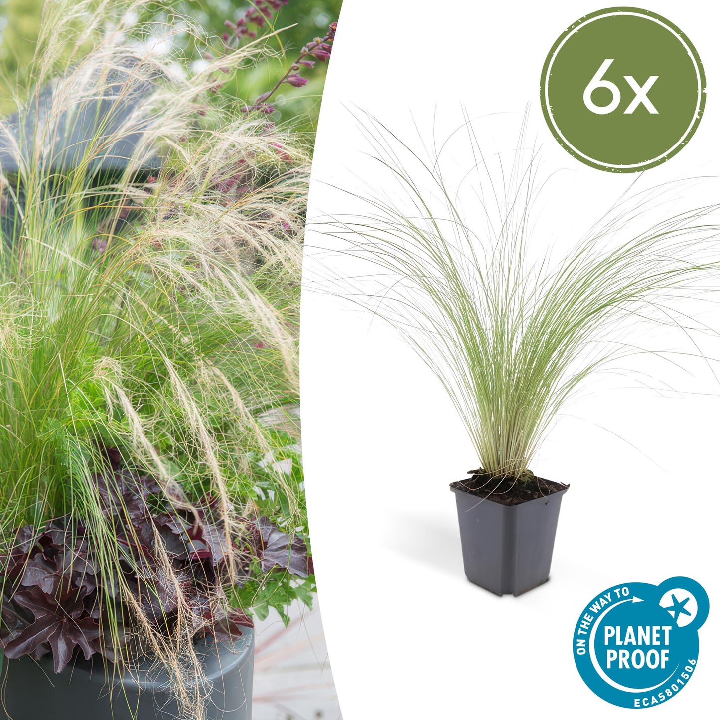 6x Stipa tenuissima 'Ponytails' - ↕10-25cm - Ø9cm - Pflanzfix24.de - Pflanzfix24.de