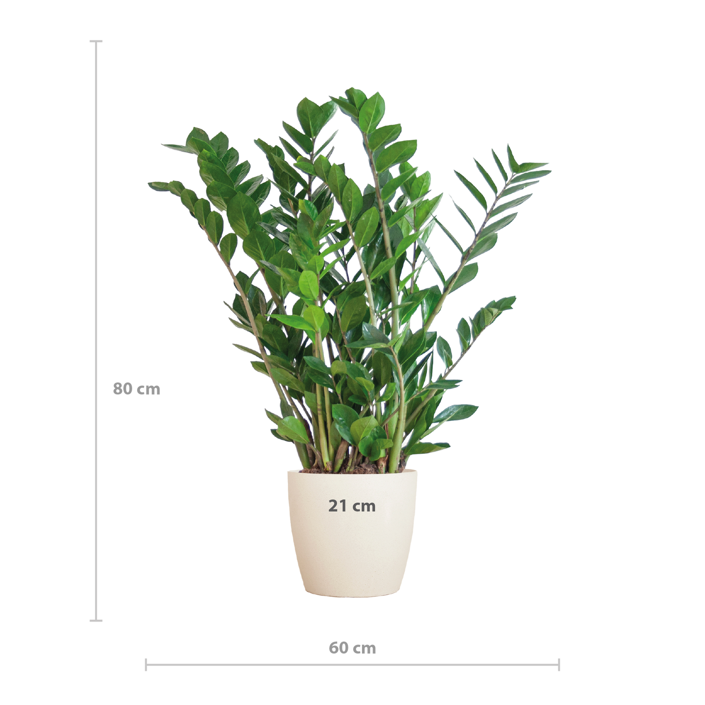 Zamioculcas mit Viber-Topf Weiß 80 cm – Pflanzfix24.de - Pflanzfix24.de