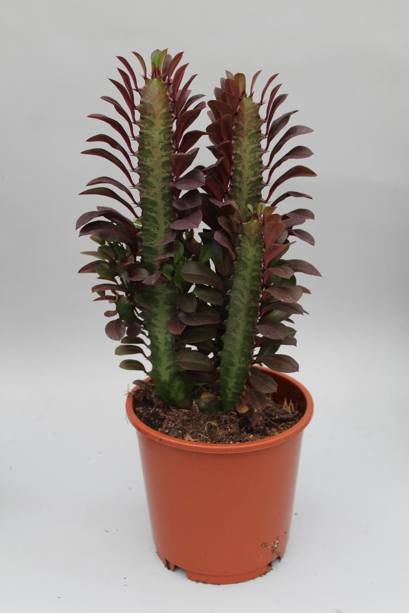 Afrikanischer Milchbaum - Euphorbia Trigona Rubra - Ø12cm - ↕40cm von Pflanzfix24