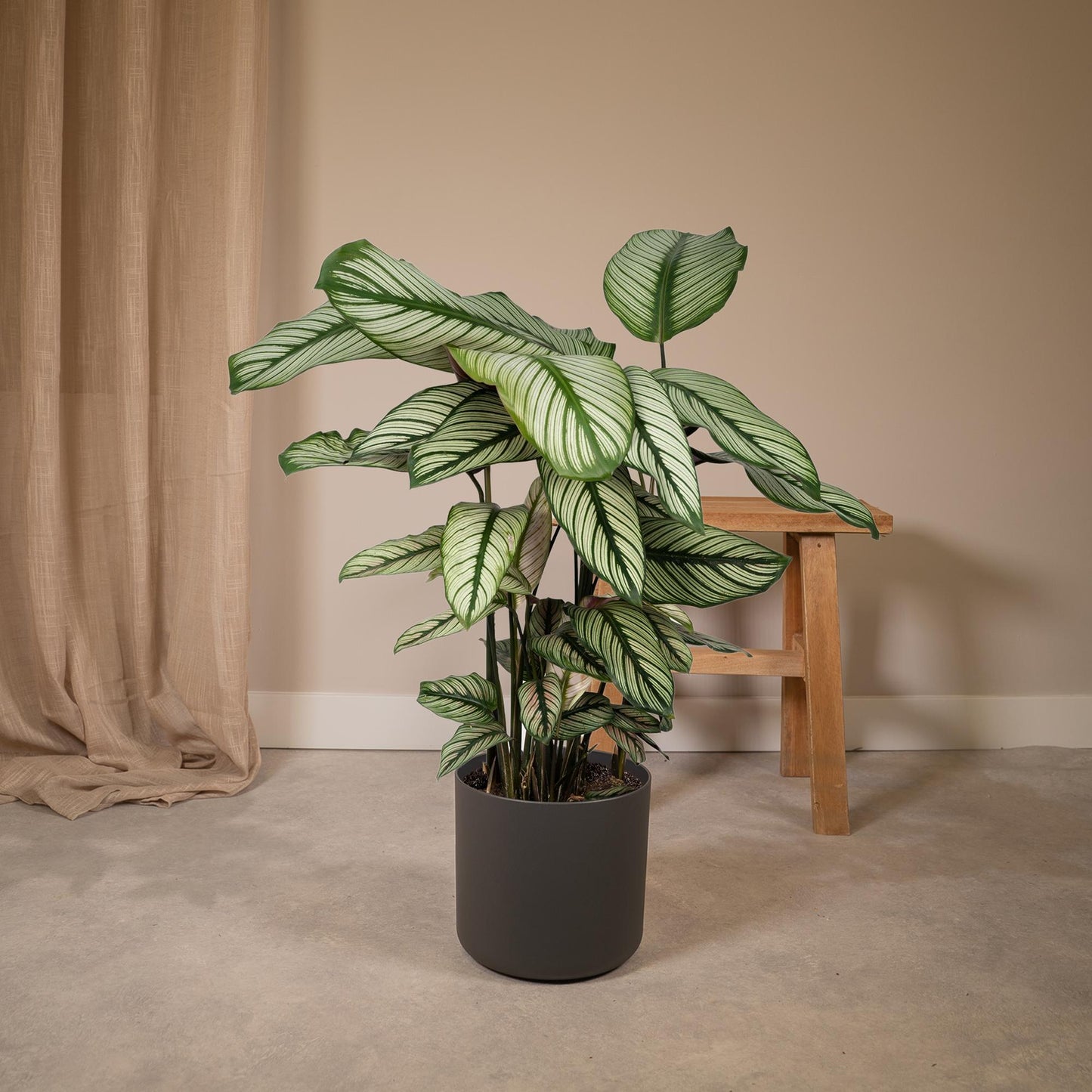 Calathea Whitestar - pflanzfix24