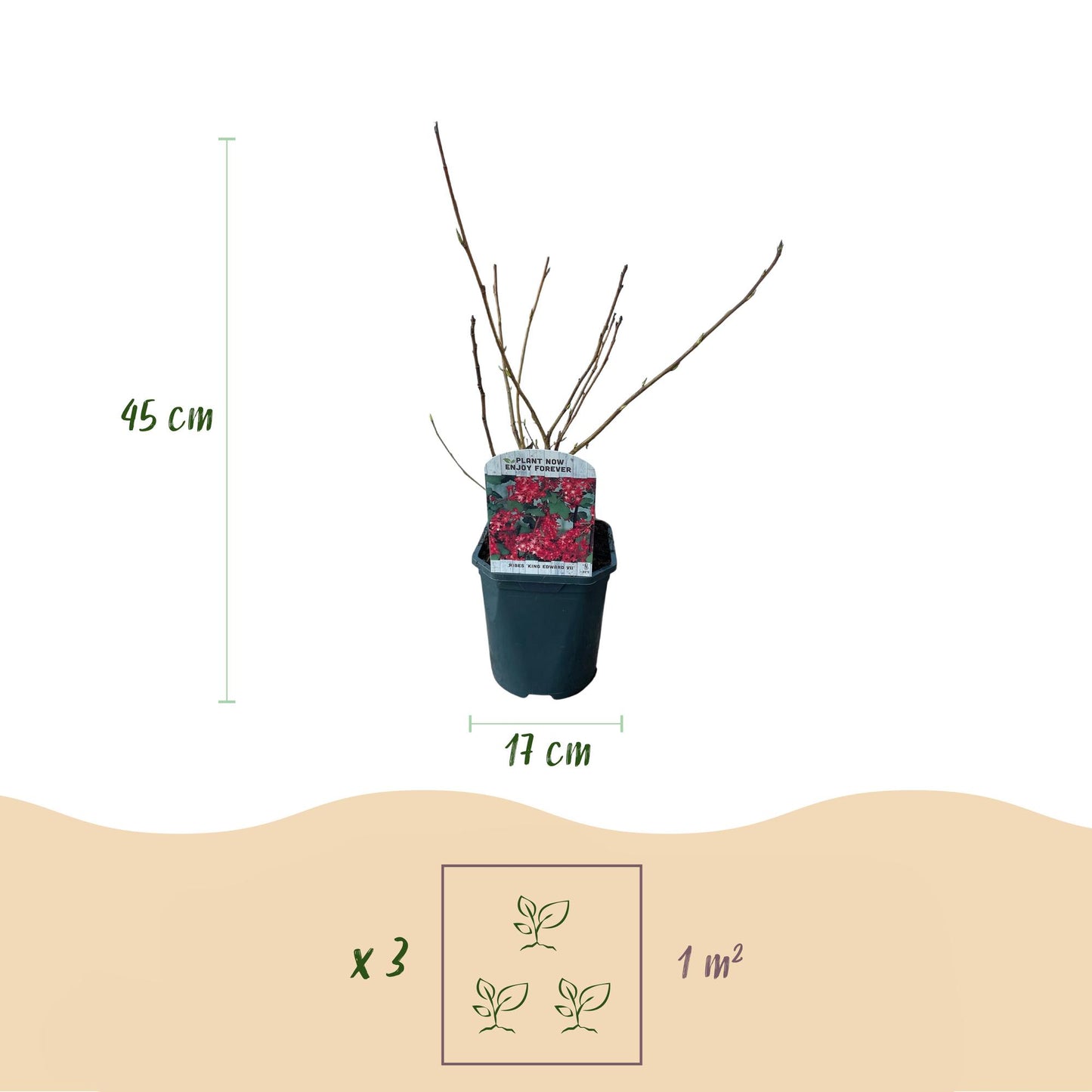 GreenboutiQ - Ribes sanguineum Kind Edward - 1 Pflanze - Topf 17cm - Pflanzfix24.de - Pflanzfix24.de