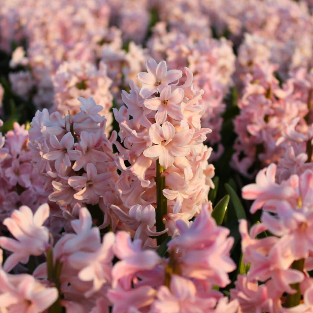 Hyazinthe China Pink - 10 Blumenzwiebeln - Größe 14/15 - Pflanzfix24