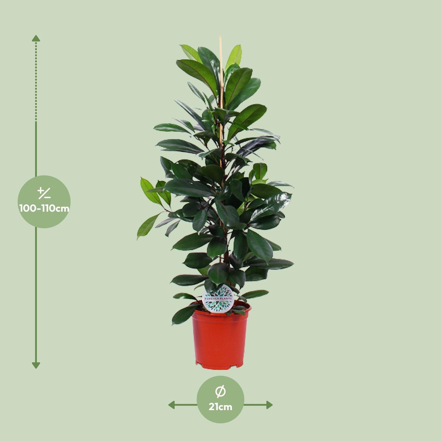 Ficus Cyathistipula - Ø21cm - pflanzfix24