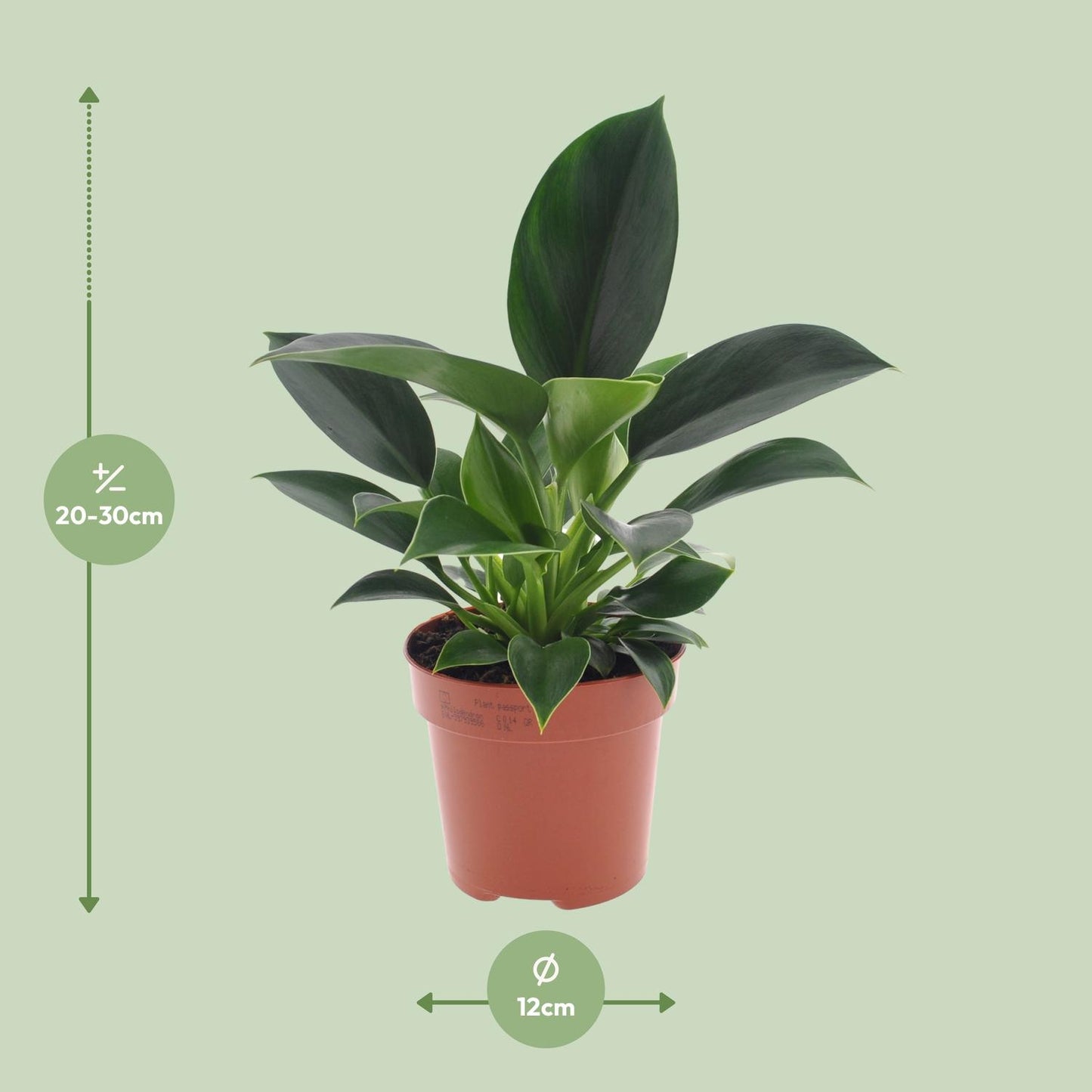 Philodendron Green Princess 25cm – Pflegeleicht | Pflanzfix24.de - Pflanzfix24.de