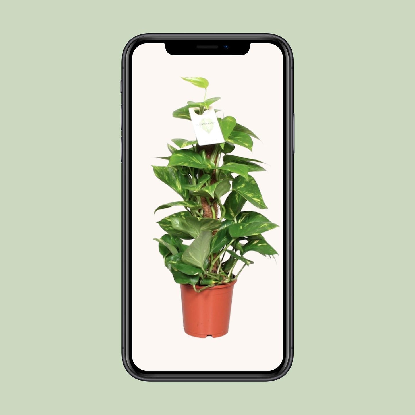 Epipremnum Pinnatum Mosstok 60cm Ø15cm – Goldene Efeutute | Pflanzfix24