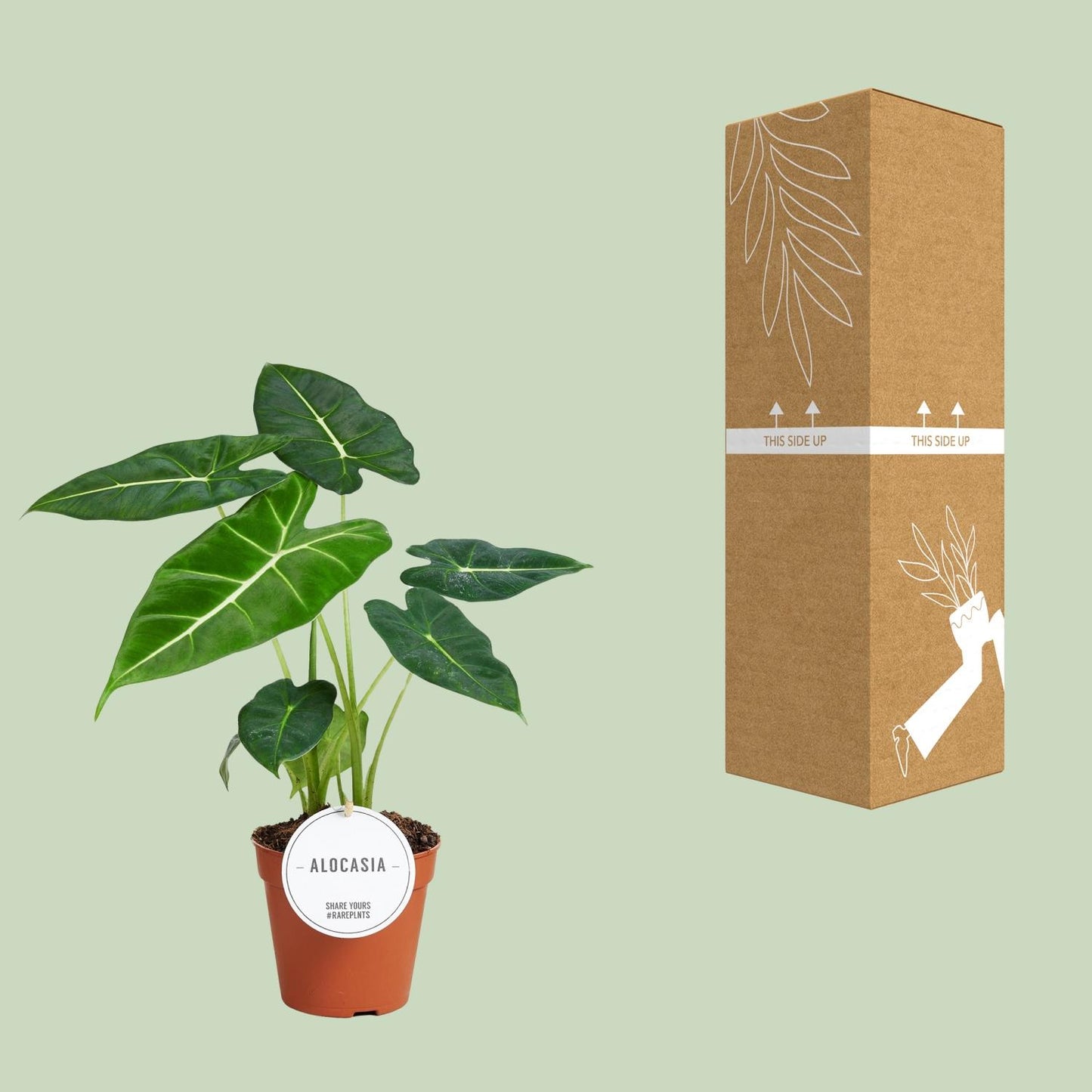 Alocasia Frydek - Zimmerpflanze im 12 cm Topf - Pflanzfix24.de - Pflanzfix24.de