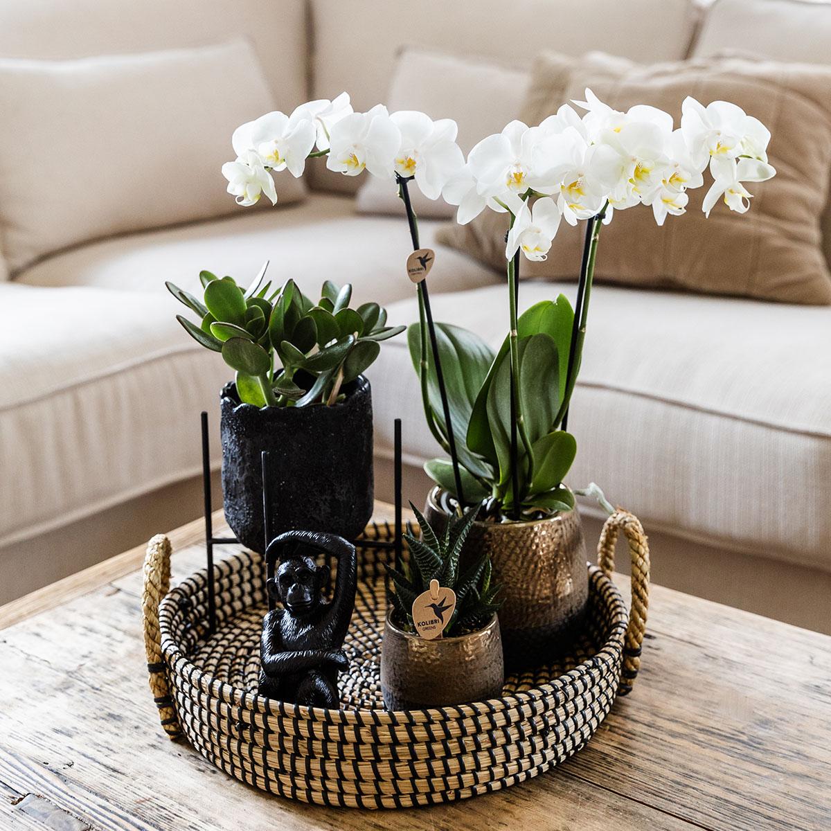 Pflanzset Home Hub – Orchidee & Grünpflanzen | Pflanzfix24.de - Pflanzfix24.de