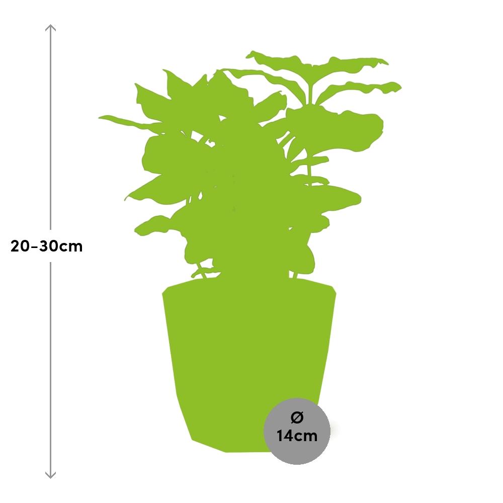 Coffea Arabica in ELHO b.for rock 14 cm warm grey - Pflanzfix24
