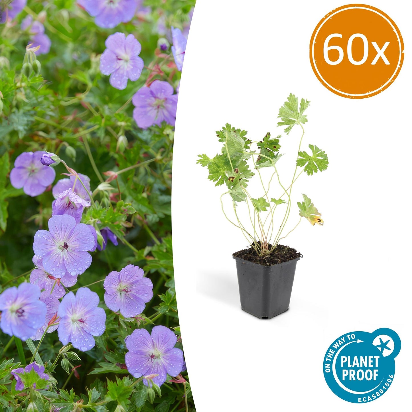 60x Geranium Rozanne - Ø9cm - Pflanzfix24.de - Pflanzfix24.de
