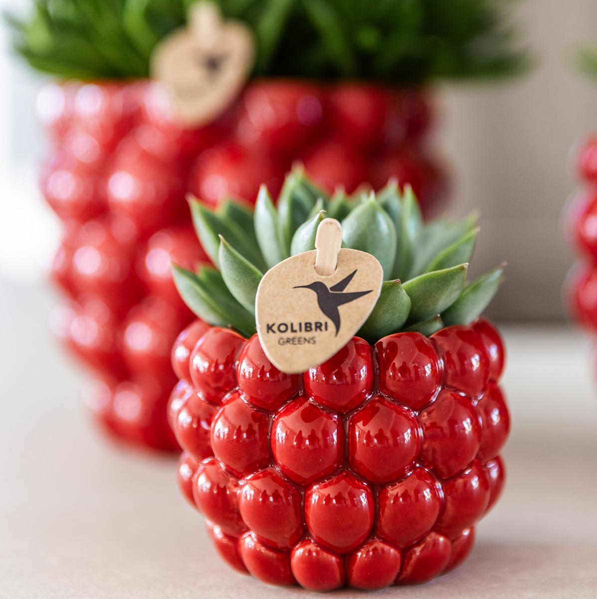 Berry Blumentopf Rot Ø6cm - Kolibri Home - Pflanzfix24.de - Pflanzfix24.de