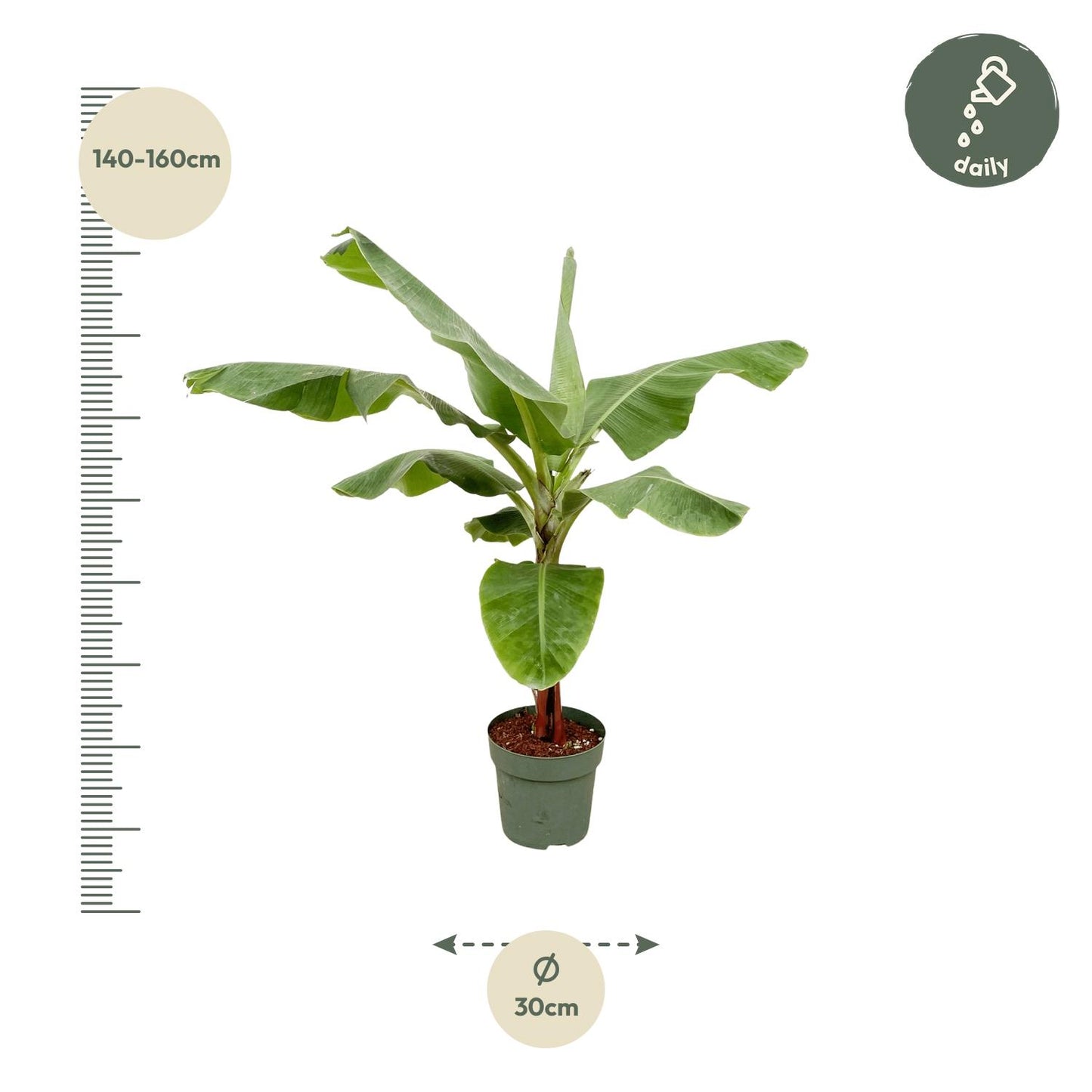 Bananenplant (Musa) - 170cm - Ø30 von Pflanzfix24.de - Pflanzfix24.de
