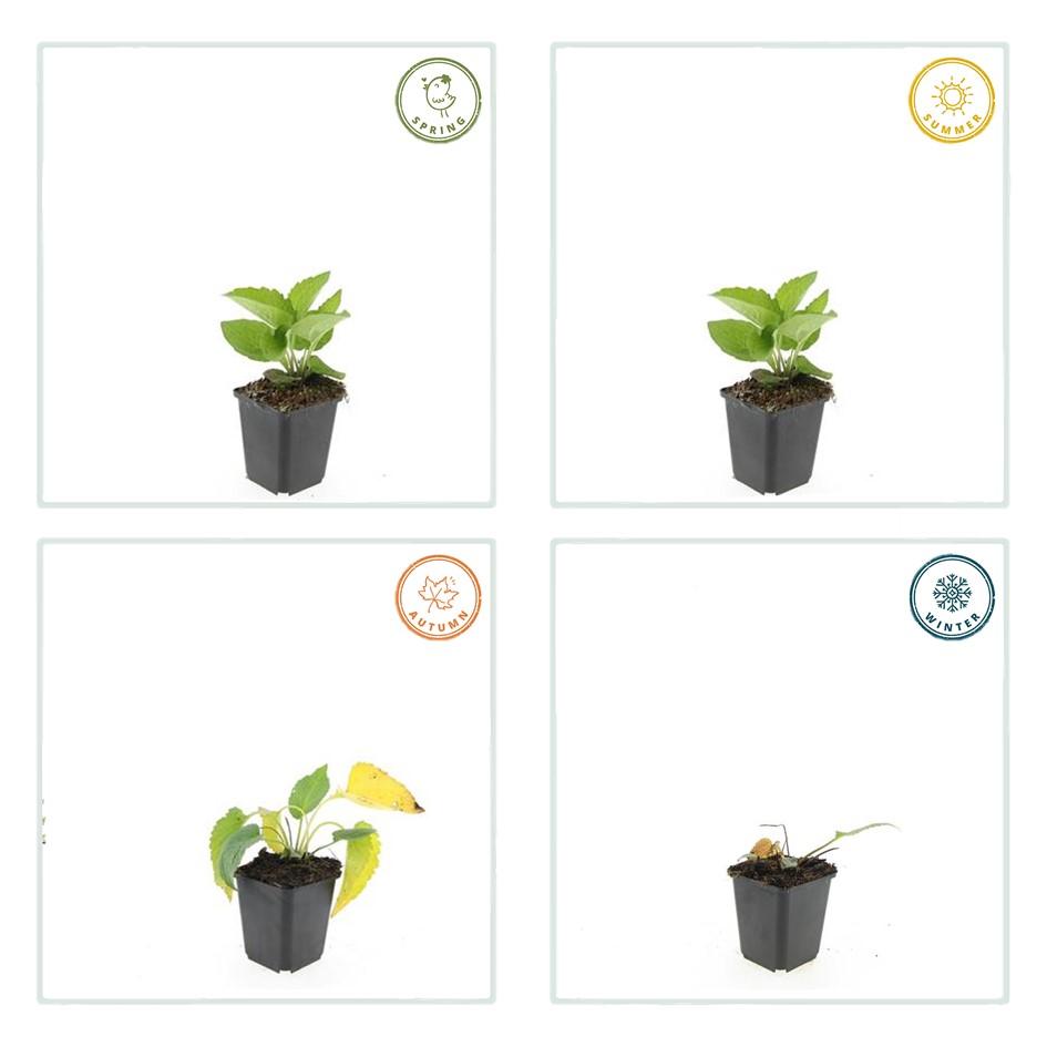 20x Rudbeckia fulgida 'Goldsturm' - Sonnenhut - Pflanzfix24.de - Pflanzfix24.de