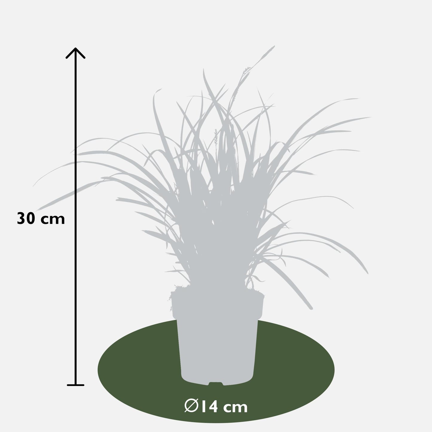 5x - Carex Mix - ↨30cm - Ø14 - Pflanzfix24