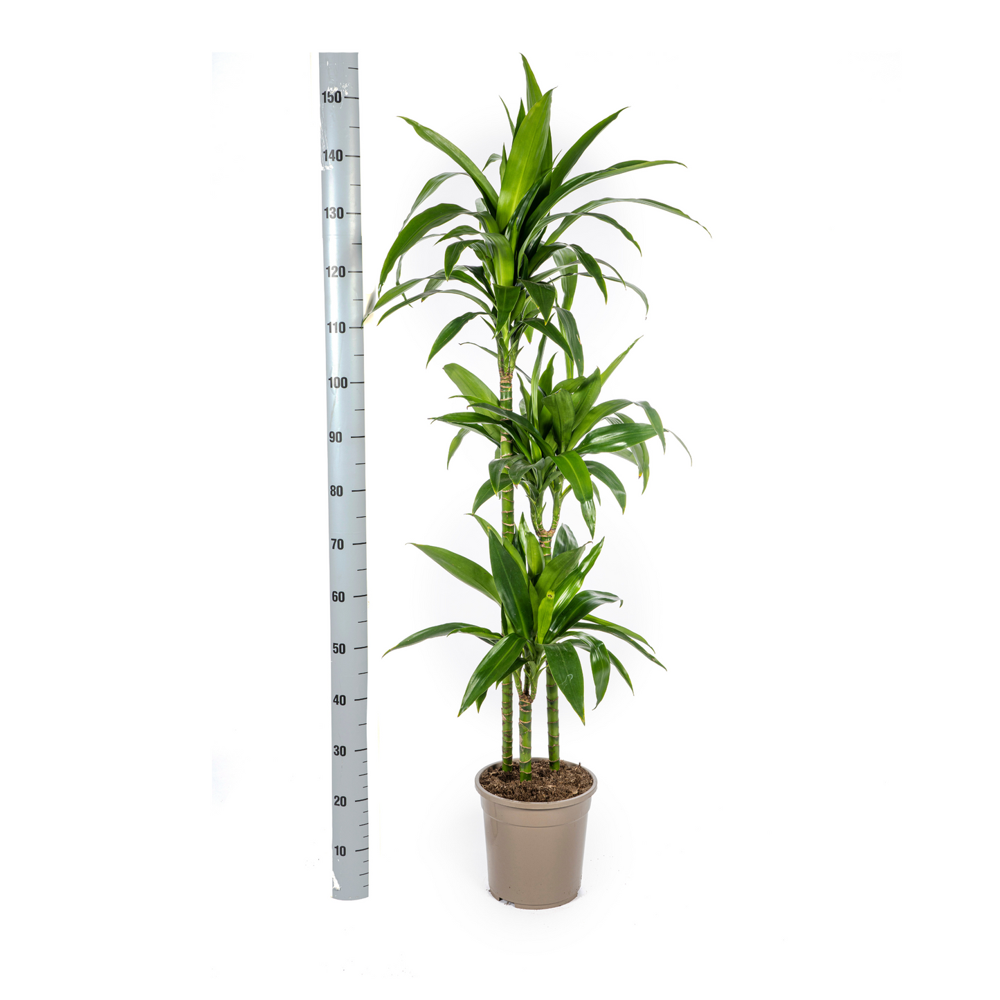Dracaena Deremensis Lisa Ø24cm - ↕130 - 150cm - Pflanzfix24