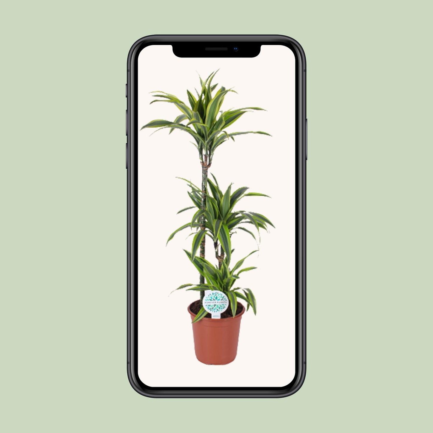 Dracaena Lemon Lime - Ø24cm - ↕120cm - Pflanzfix24