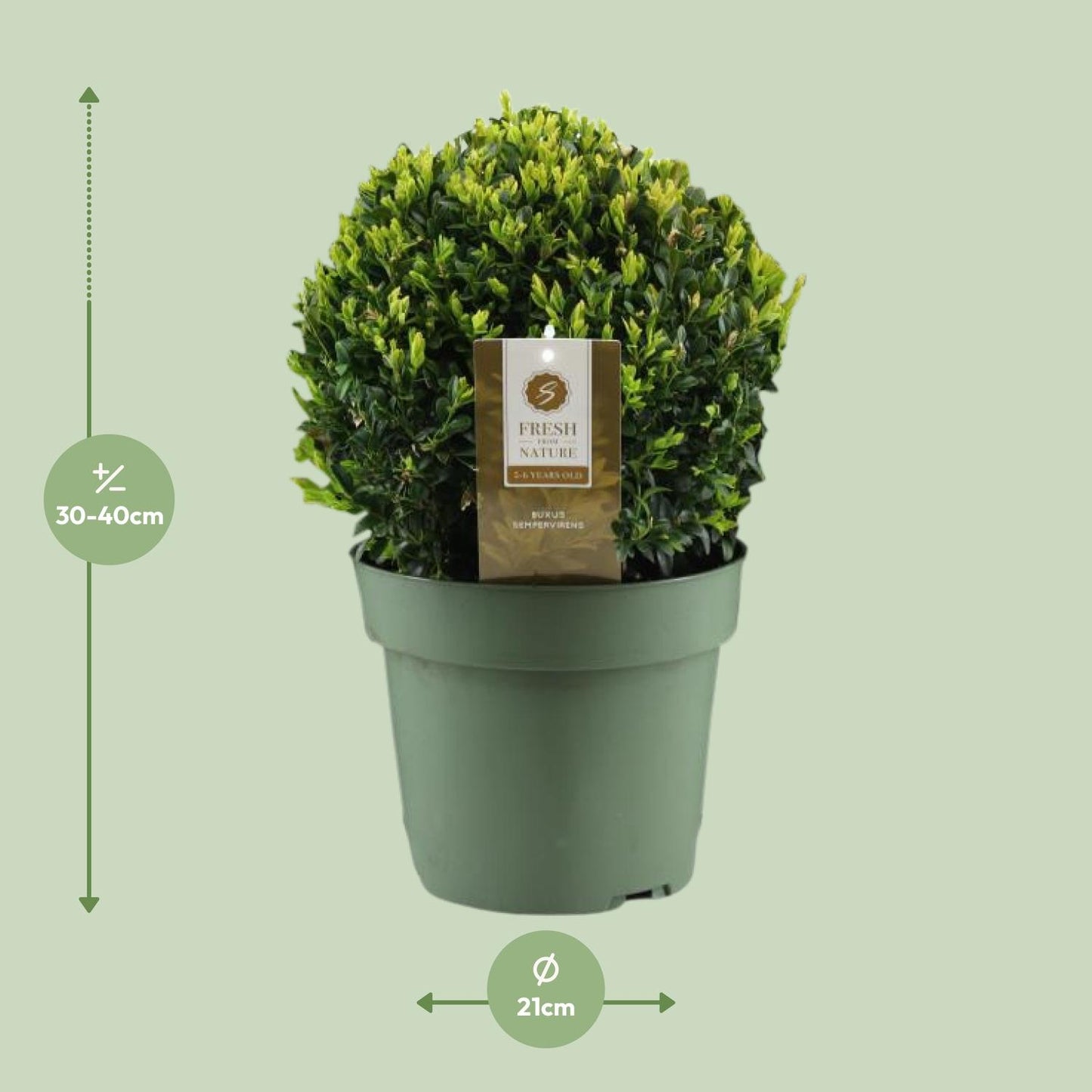 Buxus Semp. Ball Ø25cm P21 - Pflanzfix24