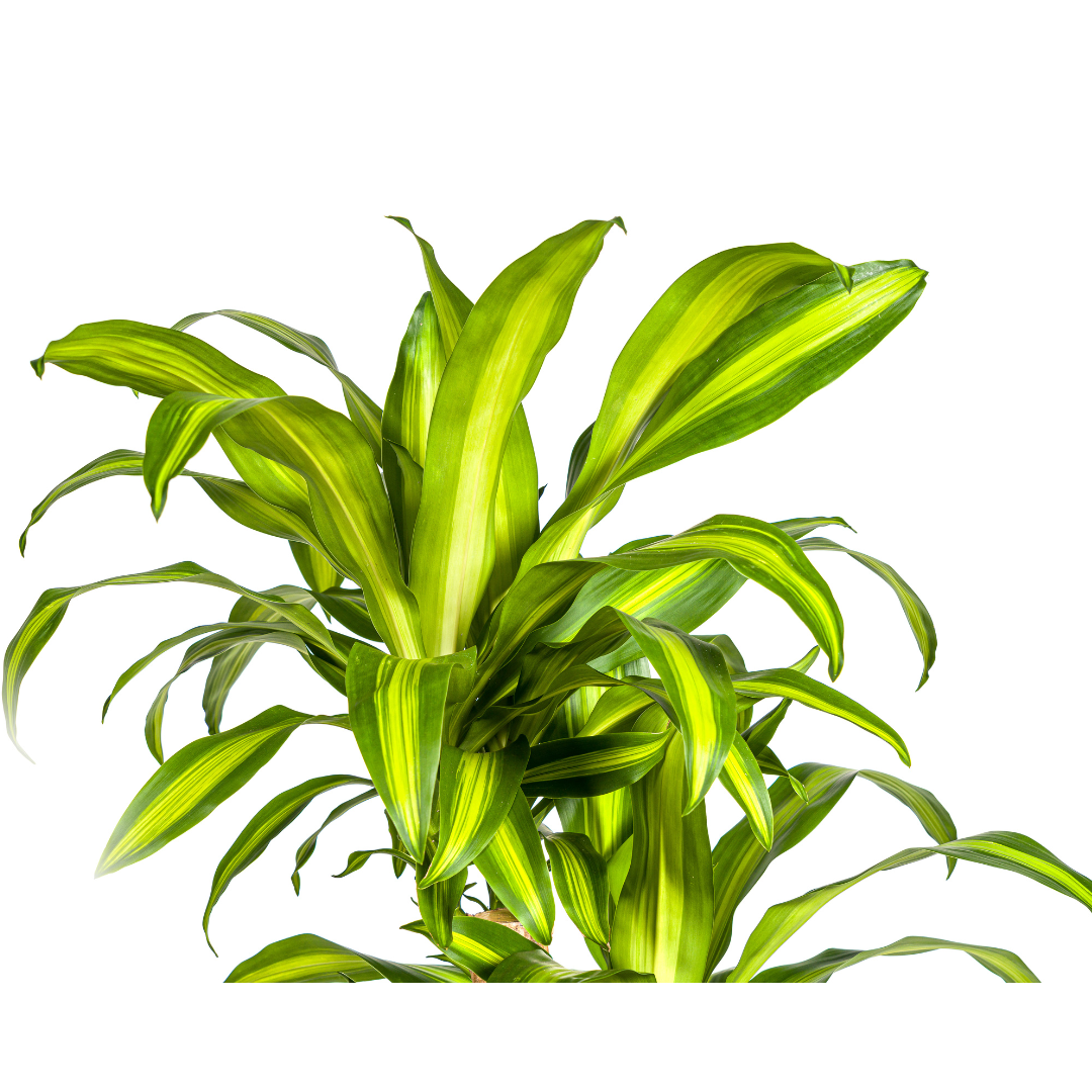 Dracaena Fragrans Massangeana Karussell - pflanzfix24