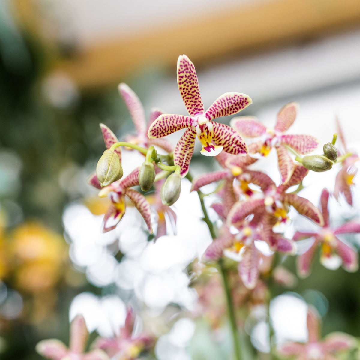 Spider Phalaenopsis Orchidee Orange Ø9cm | Pflanzfix24.de - Pflanzfix24.de