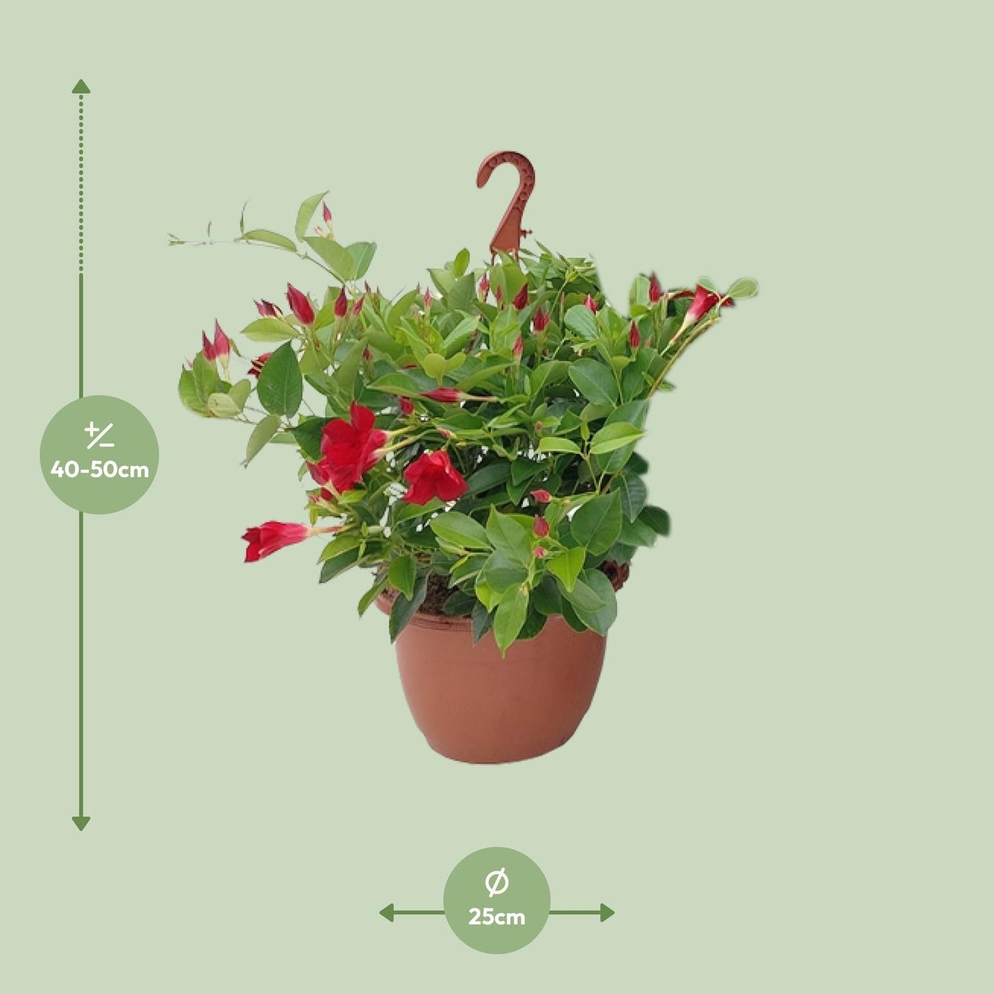 Sundaville Hanging Basket Tricolor - Ø25cm - ↕50cm - Pflanzfix24
